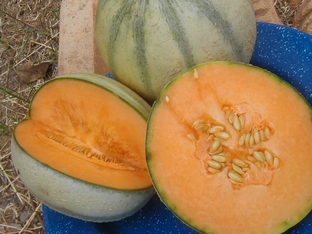 Echte Cantaloupmeloen 'Charentais'