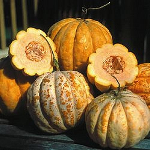 Cantaloupmeloen ‘Délices de la Table’