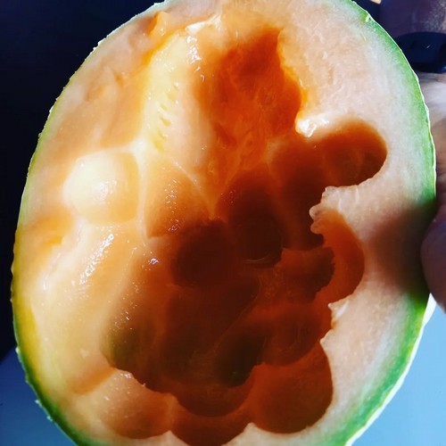 Echte Cantaloupmeloen 'Emir' F1