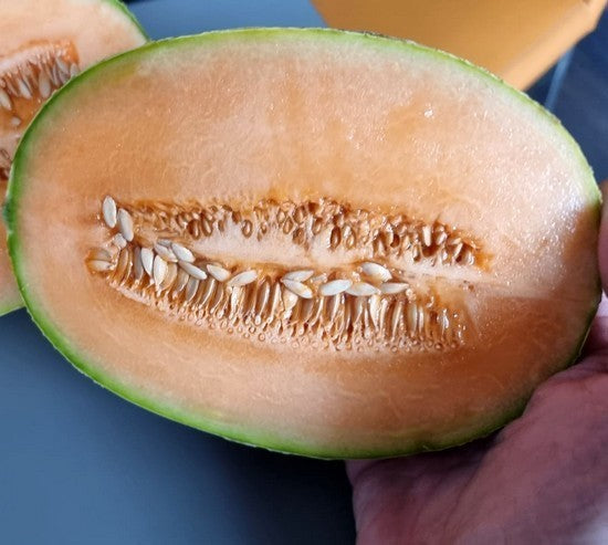 Echte Cantaloupmeloen 'Emir' F1