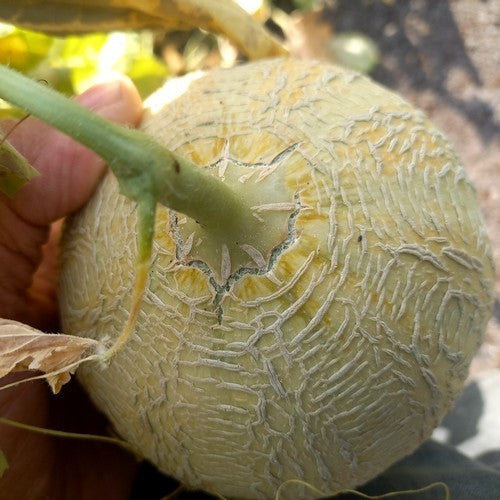 Echte Cantaloupmeloen 'Emir' F1