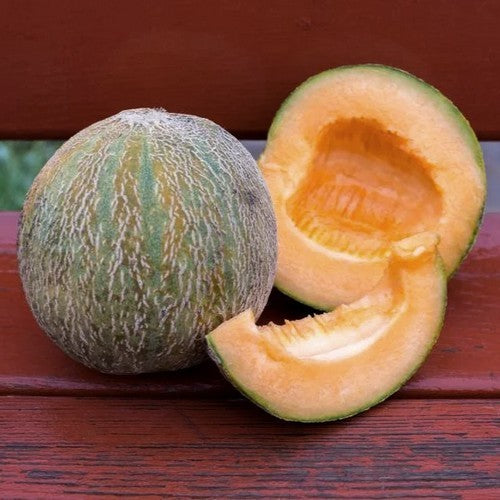 Cantaloupmeloen 'Farnorth' / 'Farrest North' / 'Far North'