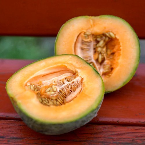 Cantaloupmeloen 'Farnorth' / 'Farrest North' / 'Far North'