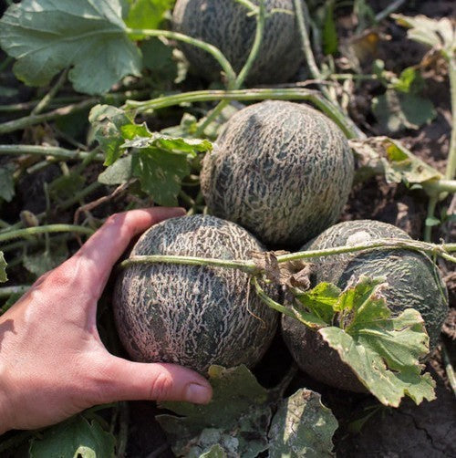 Cantaloupmeloen 'Farnorth' / 'Farrest North' / 'Far North'