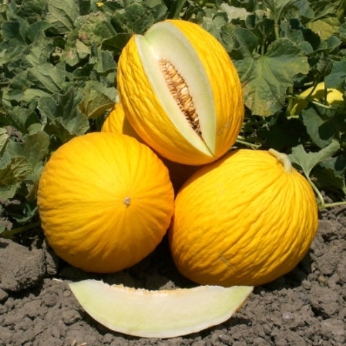 Honingmeloen 'Giallo Da Inverno' / 'Yellow Winter'