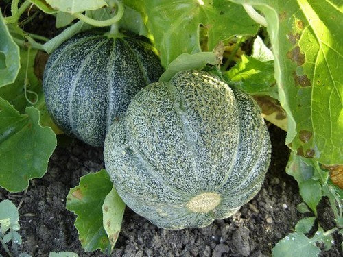 Cantaloupe melon 'Green Climbing' / 'Vert Grimpant'