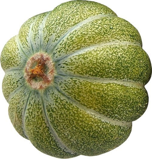 Cantaloupe melon 'Green Climbing' / 'Vert Grimpant'