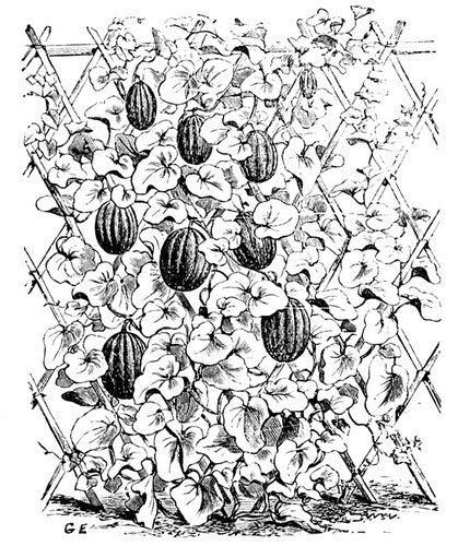 Cantaloupe melon 'Green Climbing' / 'Vert Grimpant'