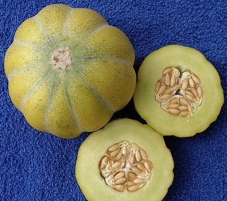 Cantaloupe melon 'Green Climbing' / 'Vert Grimpant'