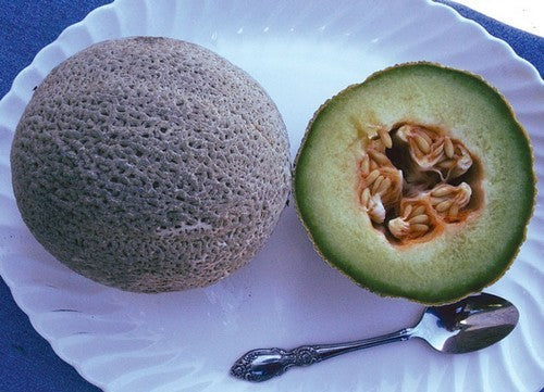 Cantaloupmeloen 'Green Nutmeg'