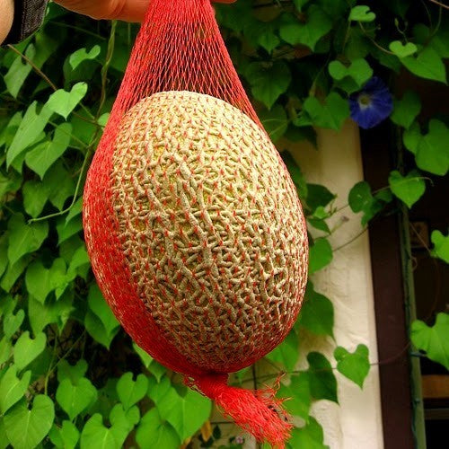 Cantaloupmeloen 'Green Nutmeg'