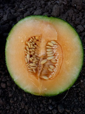 Cantaloupmeloen 'Green Nutmeg'