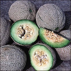 Cantaloupmeloen 'Green Nutmeg'