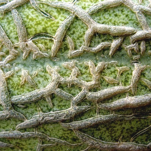 Cantaloupmeloen 'Green Nutmeg'