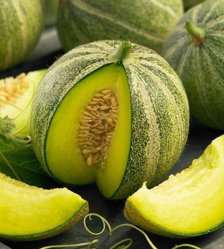 Cantaloupmeloen 'Ha-On' F1