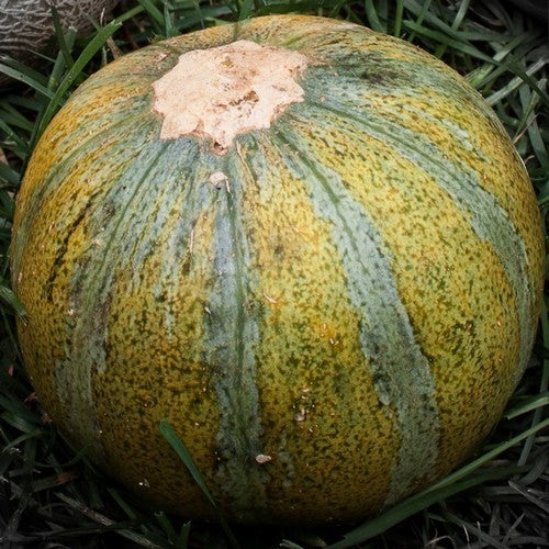Cantaloupmeloen 'Ha-On' F1