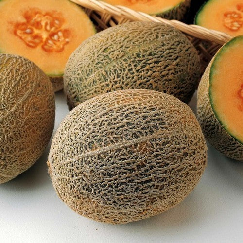 Cantaloupmeloen 'Honey Bun' F1