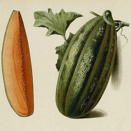 Echte Cantaloupmeloen 'Kroumir' / 'Obus'
