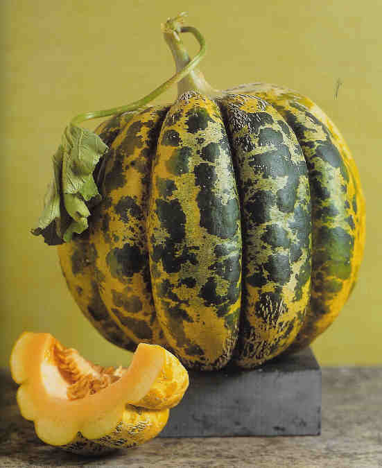 Real Cantaloupe 'Large African' / 'Algerian' / 'Ca'