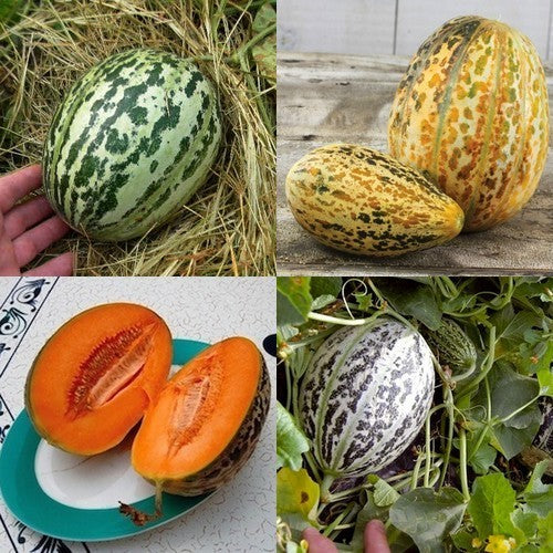 True Cantaloupe Melon 'Melon de Lunéville'