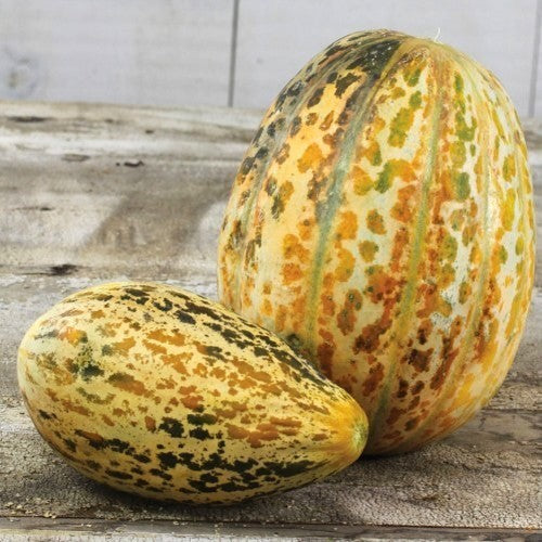 True Cantaloupe Melon 'Melon de Lunéville'