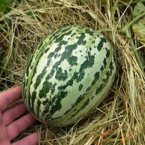 True Cantaloupe Melon 'Melon de Lunéville'