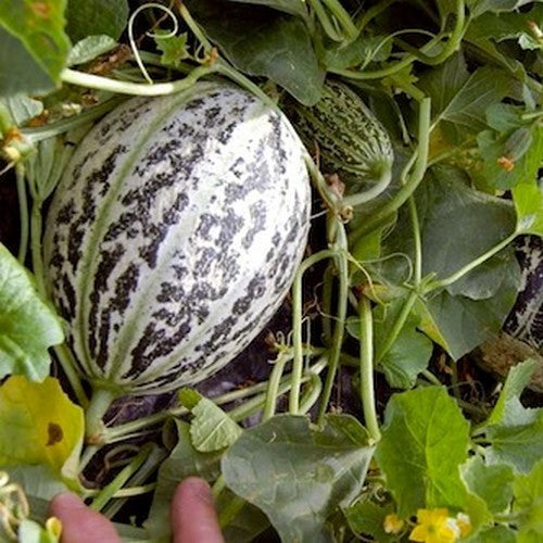 True Cantaloupe Melon 'Melon de Lunéville'