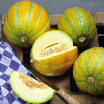 Cantaloupmeloen 'Ogen'