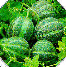 Cantaloupmeloen 'Ogen'