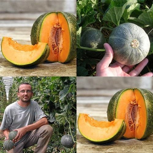 Cantaloupmeloen 'Petit Gris de Rennes'
