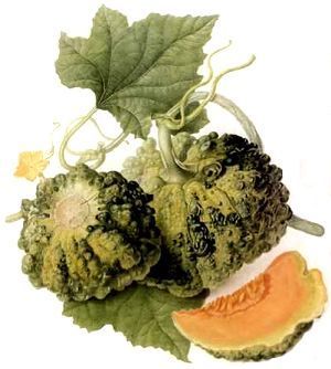 Echte Cantaloupmeloen 'Prescott Fond Blanc'