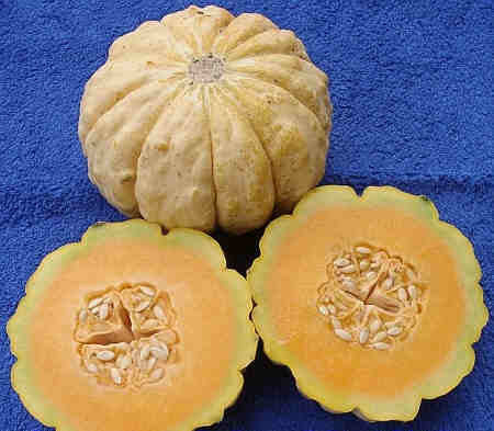 Echte Cantaloupmeloen 'Prescott Fond Blanc'