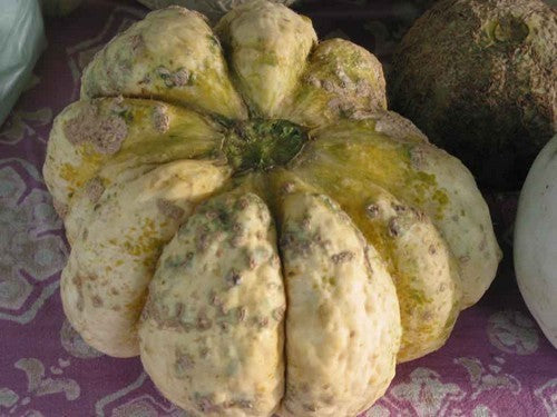 Echte Cantaloupmeloen 'Prescott Fond Blanc'