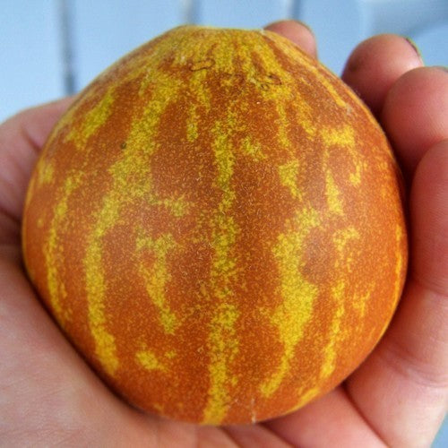 Catmelon 'Queen Ann's Pocket' / 'Orange parfum de Poche'