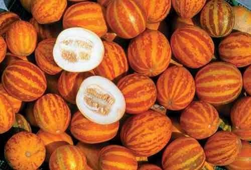 Catmelon 'Queen Ann's Pocket' / 'Orange parfum de Poche'