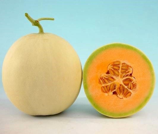 Winter melon 'Scarlet Lady' F1