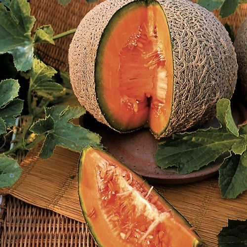 Cantaloupmeloen 'sucrin de Tours'