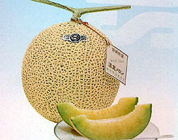 Hybrid Cantaloupe 'sweetheart' F1 / 'Galia' F1