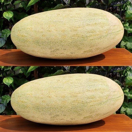 Cantaloupe 'Tarpeta' / 'Torpedo' (?)