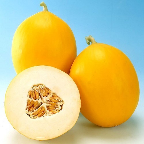 Winter Melons 'Timon' F1 / 'Glorious' F1