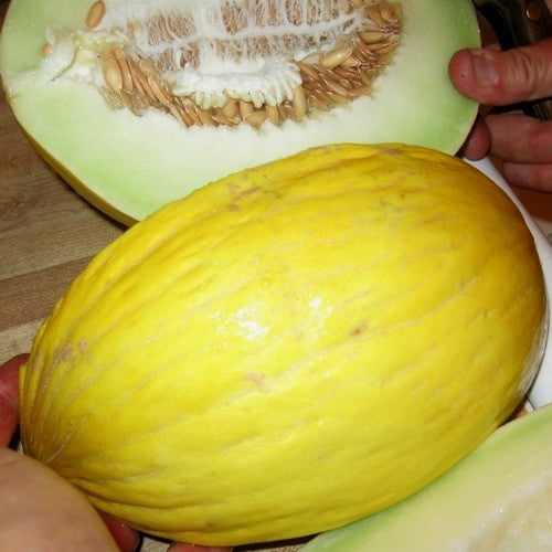 Winter Melons 'Timon' F1 / 'Glorious' F1