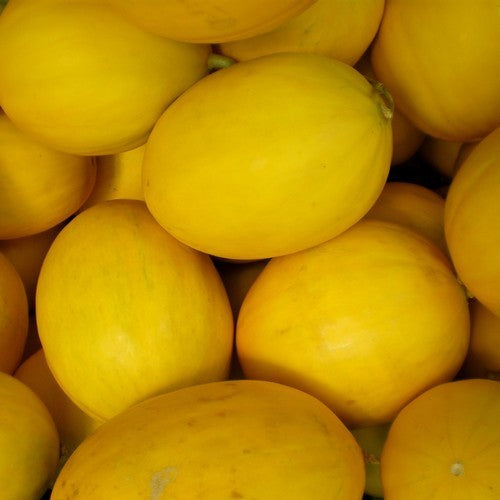 Winter Melons 'Timon' F1 / 'Glorious' F1