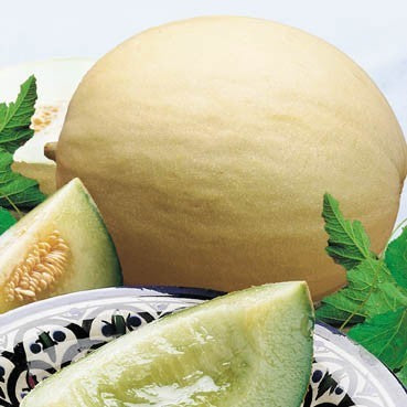 Winter Melons 'Witte Suiker' / 'Westlandse Zoete Witte'