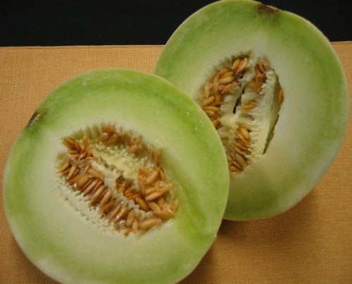 Winter Melons 'Witte Suiker' / 'Westlandse Zoete Witte'