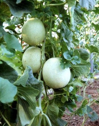 Winter Melons 'Witte Suiker' / 'Westlandse Zoete Witte'