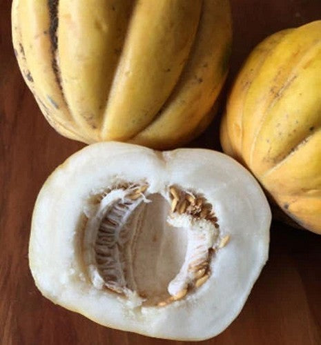 Winter Melons 'Zapotillo'