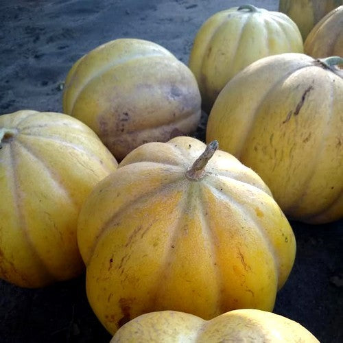 Winter Melons 'Zapotillo'
