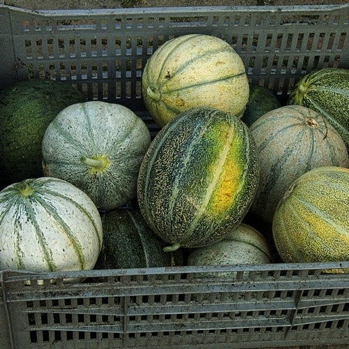 Meloenen 'ZoetZat'