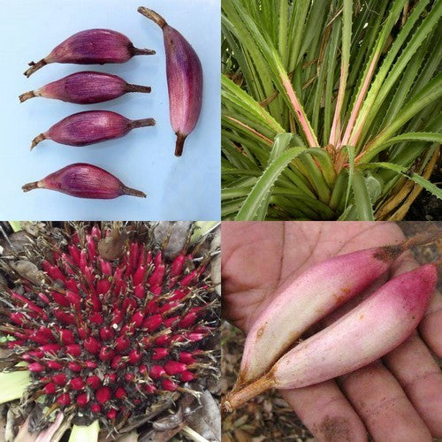 Mexican Pineapple 'Pinuela'