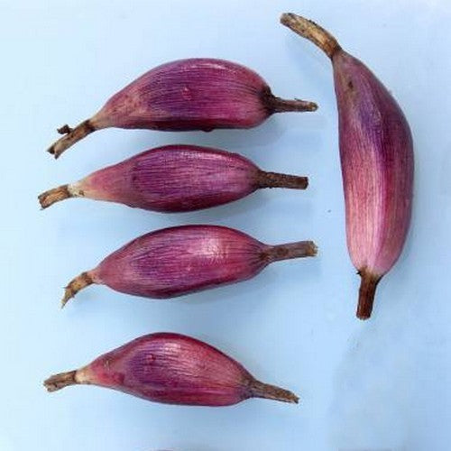 Mexican Pineapple 'Pinuela'